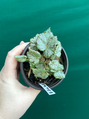 Begonia ‘Blue Haze’ NEW
