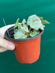 Begonia ‘Blue Haze’ NEW
