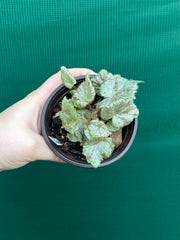 Begonia ‘Blue Haze’ NEW