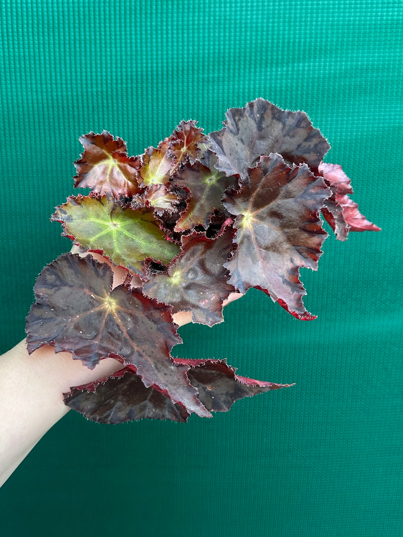 Begonia NOID 58