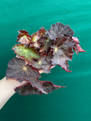 Begonia NOID 58