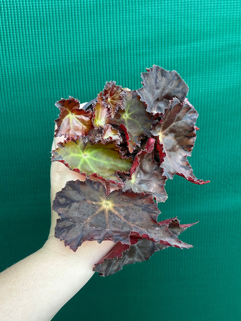 Begonia NOID 58