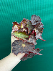 Begonia NOID 58