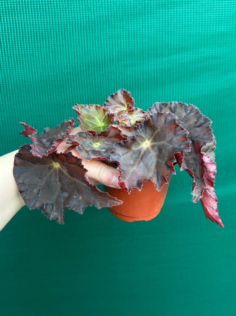 Begonia NOID 58