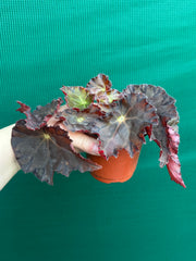 Begonia NOID 58