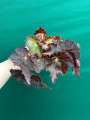 Begonia NOID 58