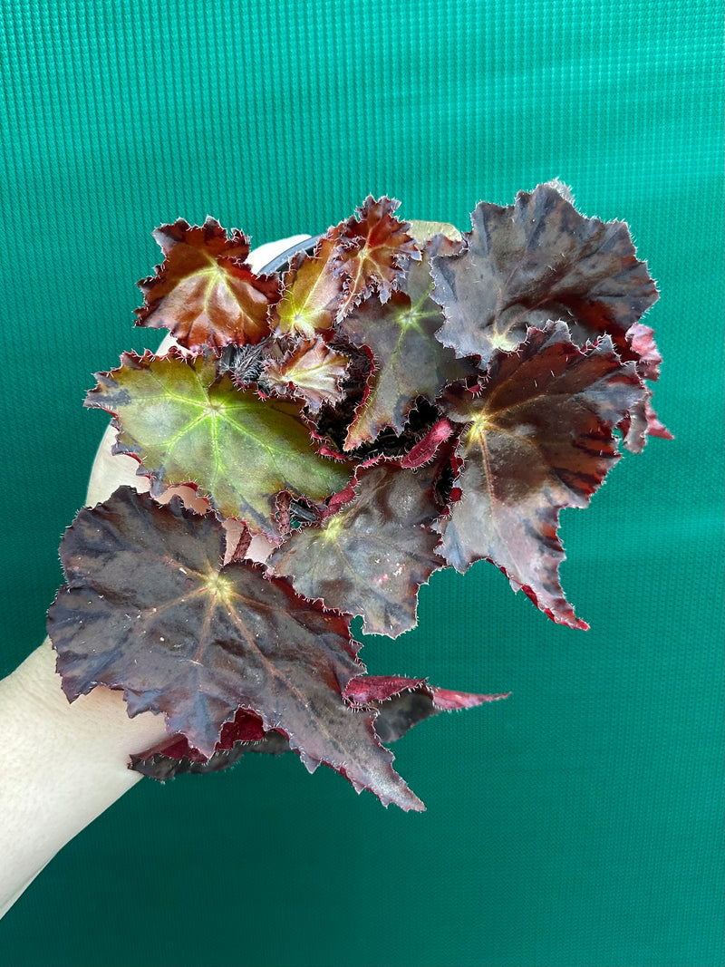 Begonia NOID 58