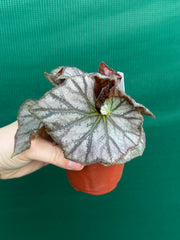 Begonia ‘JC Hybrid 1700’ NEW