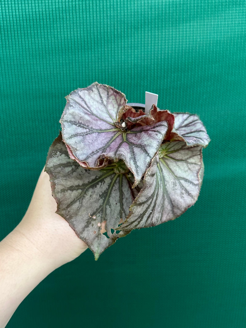 Begonia ‘JC Hybrid 1700’ NEW
