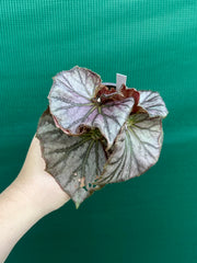 Begonia ‘JC Hybrid 1700’ NEW