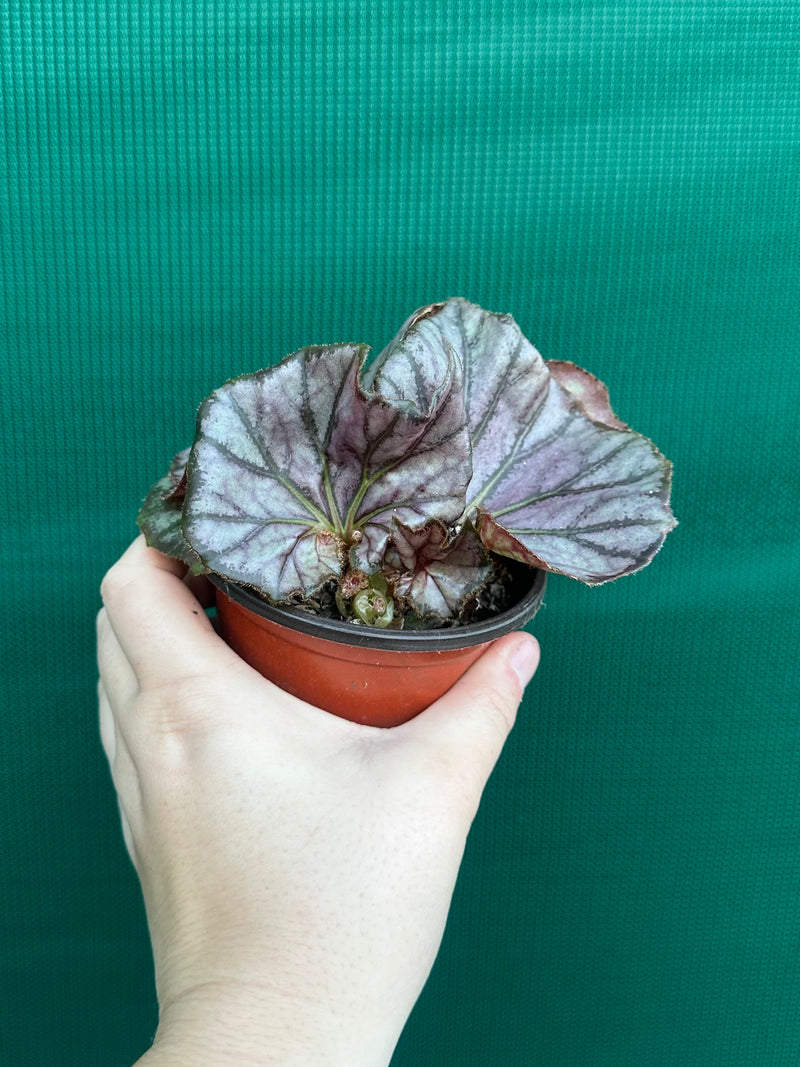 Begonia ‘JC Hybrid 1700’ NEW