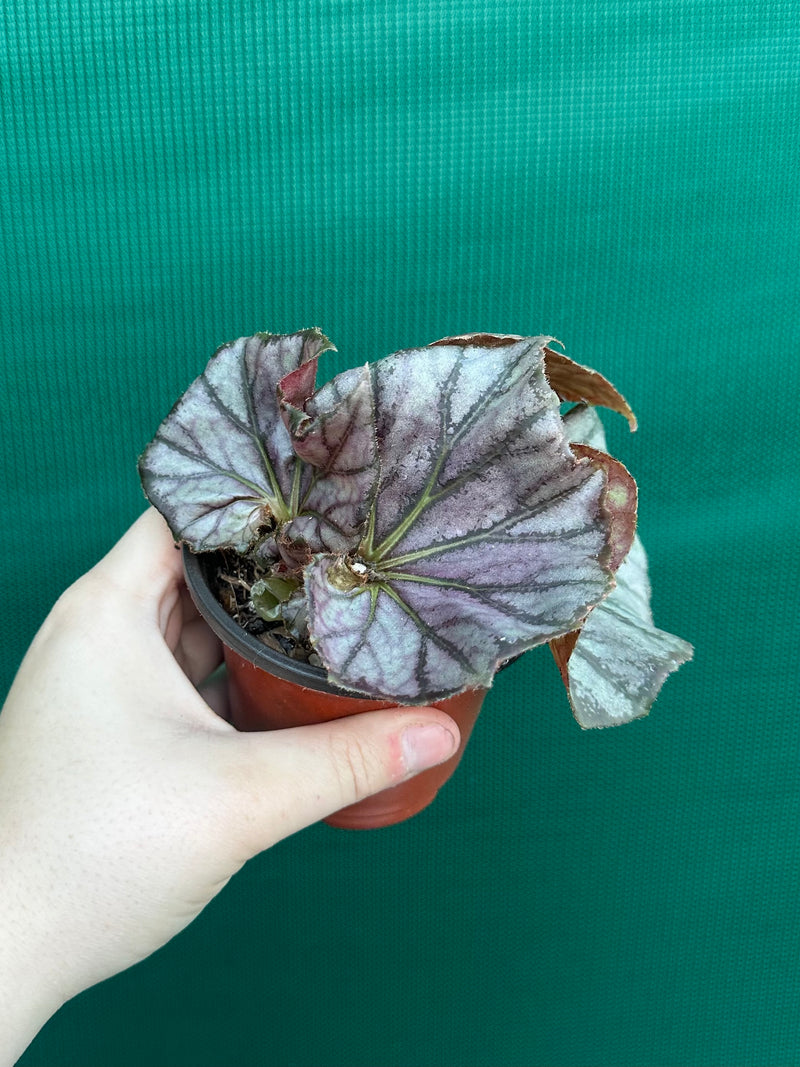 Begonia ‘JC Hybrid 1700’ NEW