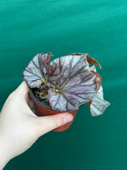 Begonia ‘JC Hybrid 1700’ NEW