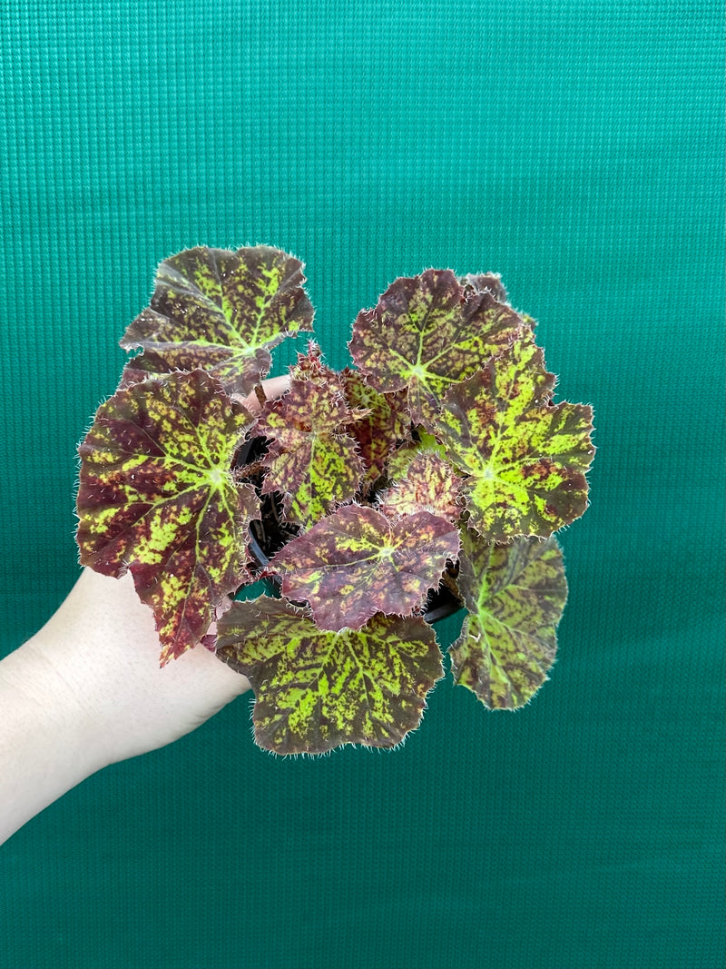 Begonia ‘Autumn Leaves’