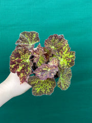 Begonia ‘Autumn Leaves’