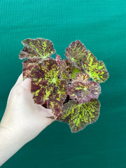 Begonia ‘Autumn Leaves’