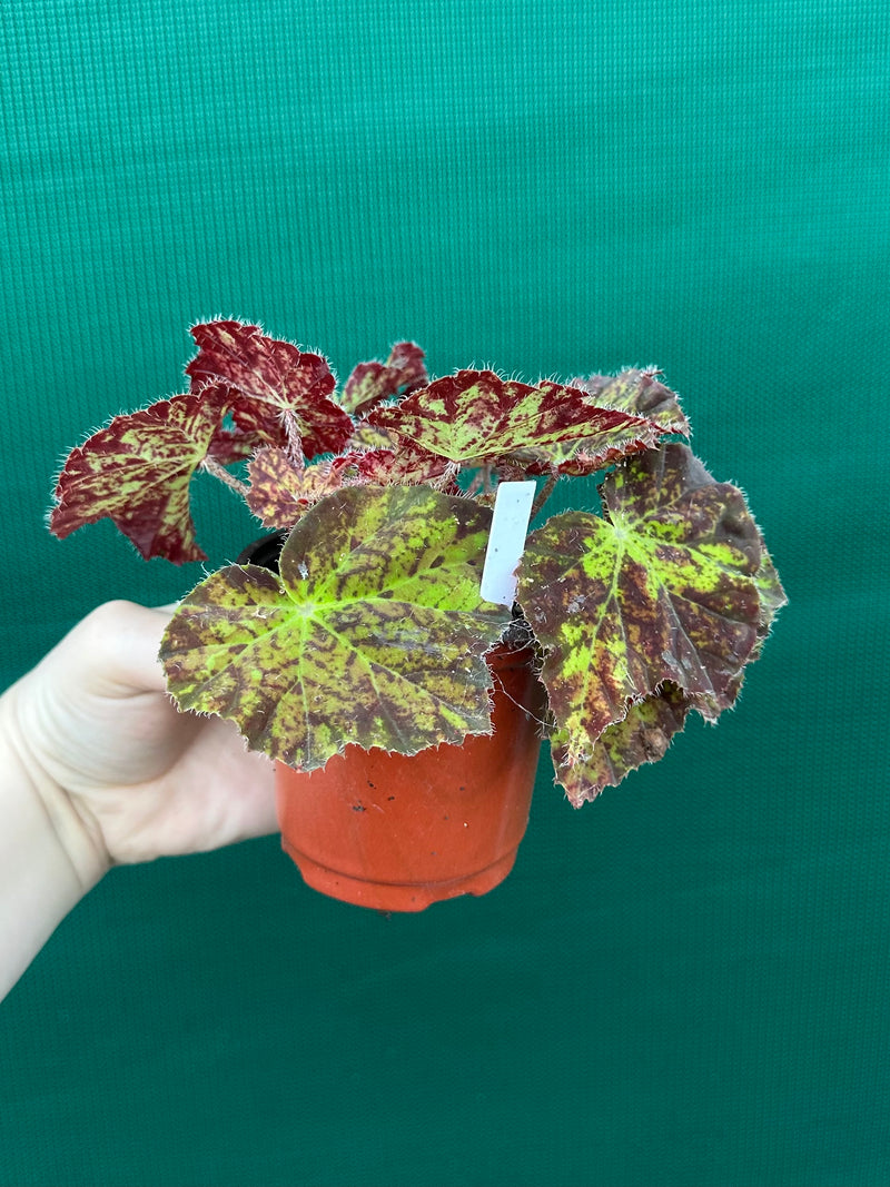 Begonia ‘Autumn Leaves’