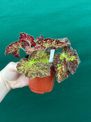 Begonia ‘Autumn Leaves’