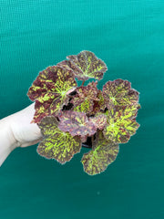 Begonia ‘Autumn Leaves’