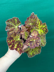 Begonia ‘Autumn Leaves’