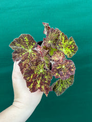 Begonia ‘Autumn Leaves’