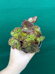 Begonia ‘Autumn Leaves’