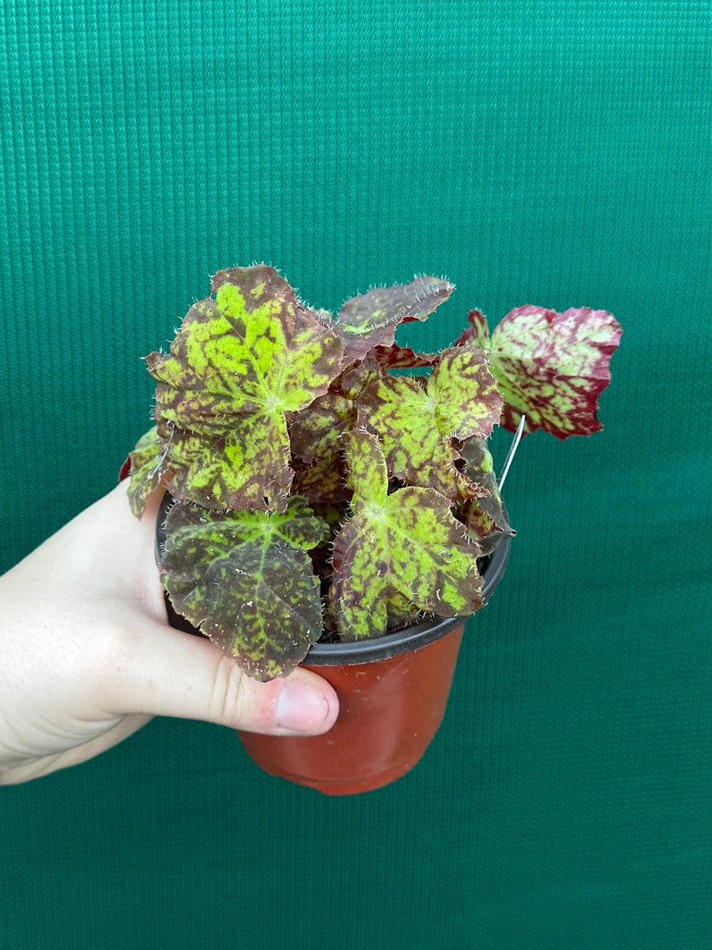 Begonia ‘Autumn Leaves’