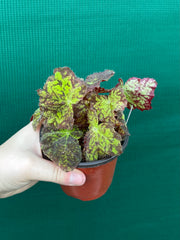 Begonia ‘Autumn Leaves’