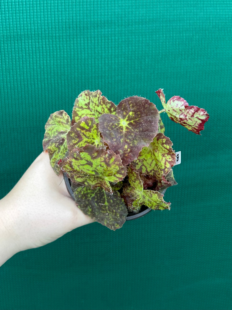 Begonia ‘Autumn Leaves’