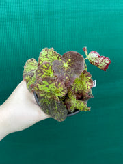 Begonia ‘Autumn Leaves’