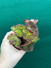 Begonia ‘Autumn Leaves’
