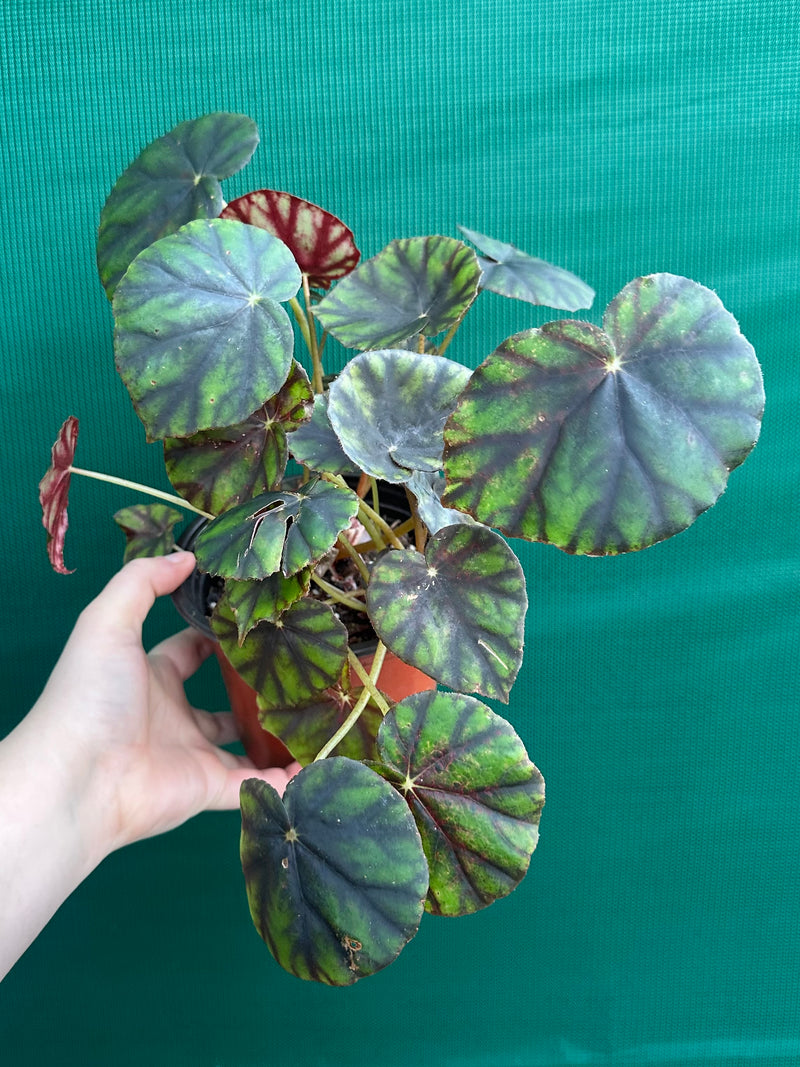 Begonia ‘Damarga’ NEW