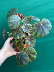 Begonia ‘Damarga’ NEW