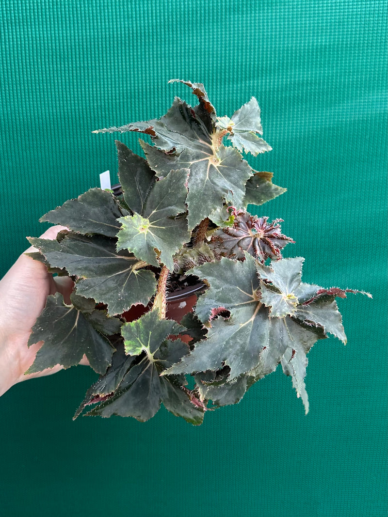 Begonia ‘Dancing Appollo’
