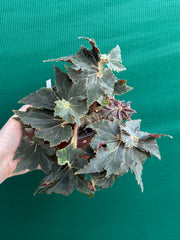 Begonia ‘Dancing Appollo’