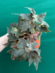 Begonia ‘Dancing Appollo’