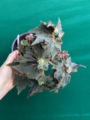 Begonia ‘Dancing Appollo’