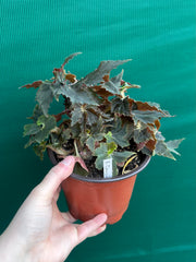 Begonia ‘Dancing Appollo’