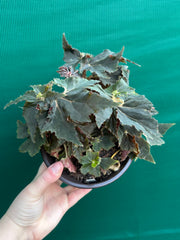 Begonia ‘Dancing Appollo’
