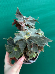 Begonia ‘Dancing Appollo’