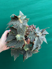 Begonia ‘Dancing Appollo’