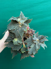 Begonia ‘Dancing Appollo’