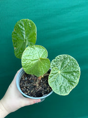 Begonia U660 NEW