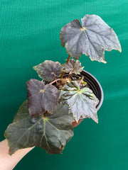 Begonia ‘Capricorn Sunset’