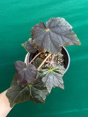 Begonia ‘Capricorn Sunset’