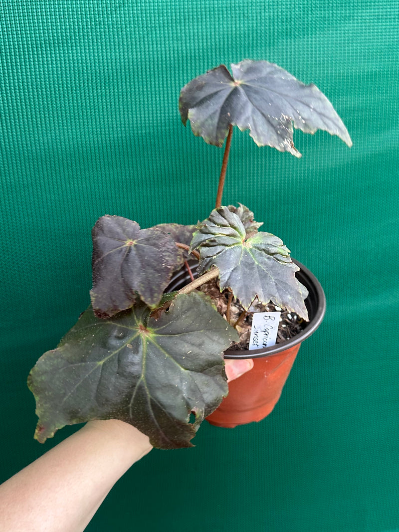 Begonia ‘Capricorn Sunset’