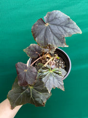 Begonia ‘Capricorn Sunset’