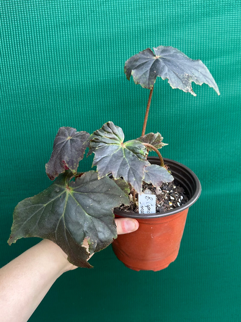 Begonia ‘Capricorn Sunset’