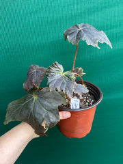 Begonia ‘Capricorn Sunset’