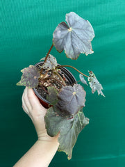 Begonia ‘Capricorn Sunset’